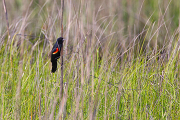 Red-throated thrush perched on the tall grass in a field