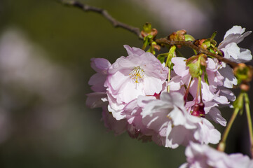 Beautiful cherry blossoms in park. Close-up of sakura tree full in blooming pink flowers in spring in a picturesque garden. Branches of the tree over sunny blue sky. Floral pattern texture, wallpaper