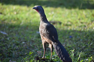 Closeup shot of a corncrake on the blurry background