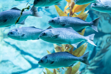 Fische im Aquarium / Silver drummer