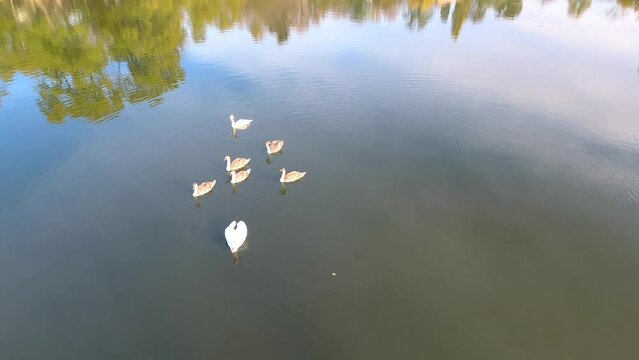 Drone view of a family of swans on the Teteriv river in Zhytomyr, Ukraine