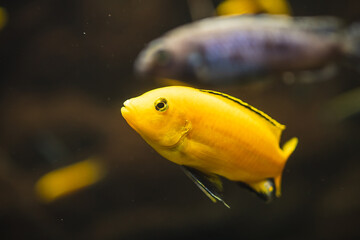 Closeup shot of a yellow African cichlid fish swimming underwater