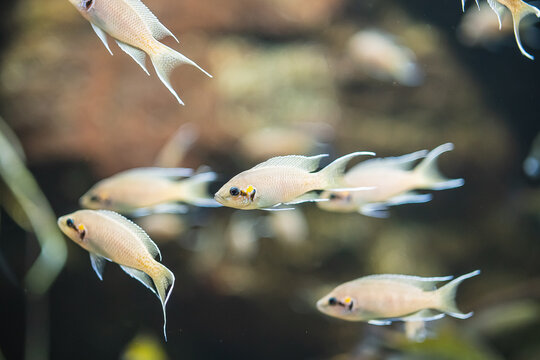 Closeup shot of a school of African cichlid fish swimming underwater