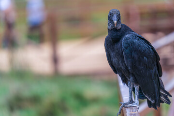 A Black vulture