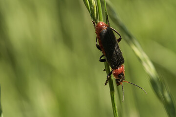 Selective focus shot of a crawling beetle on a flower