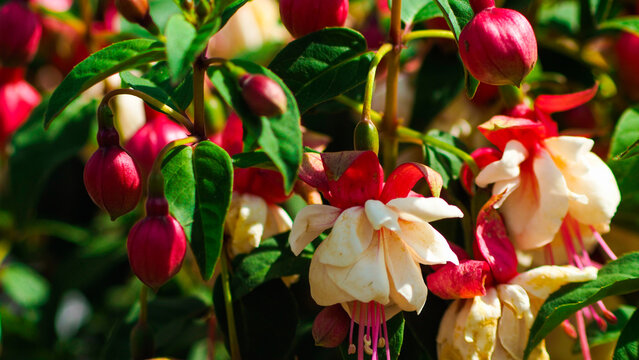 Macro de p&eacute;tales de fleurs de diff&eacute;rentes couleurs et vari&eacute;t&eacute;s, en saison estivale