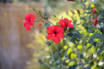 Rot blühende Hibiskus Blüten im Sommer