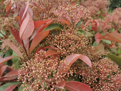 Closeup shot of Skimmia japonica (Japanese Skimmia)
