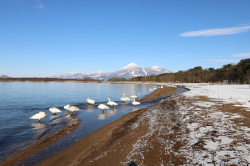 2021年12月の福島県猪苗代湖の志田浜からの磐梯山の眺めと白鳥