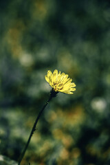 Vertical closeup of a yellow dandelion blooming outdoors against a blurry green background