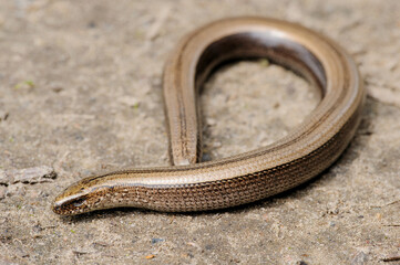 Rare animal, legless shiny harmless lizard slow worm on the ground