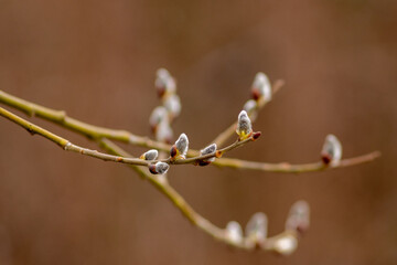  Twig with catkins