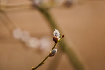 Catkin in spring time