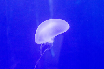 Jellyfish