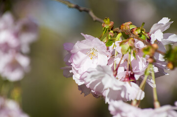 Beautiful cherry blossoms in park. Close-up of sakura tree full in blooming pink flowers in spring in a picturesque garden. Branches of the tree over sunny blue sky. Floral pattern texture, wallpaper