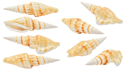 seashell isolated white background