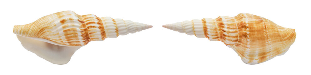 one sea shell isolated white background