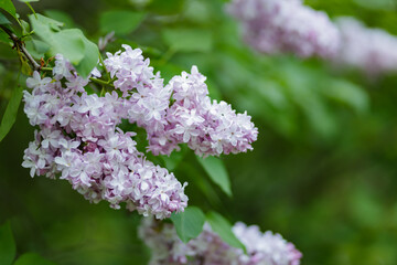 Purple lilac flowers on a blurred background. Lilac bush blossom. Spring concept