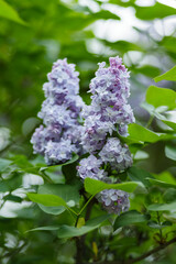 Purple lilac flowers on a blurred background. Lilac bush blossom. Spring concept