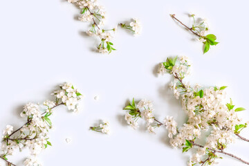 Blooming pastel festive background.Cherry Blossoms Postcard.