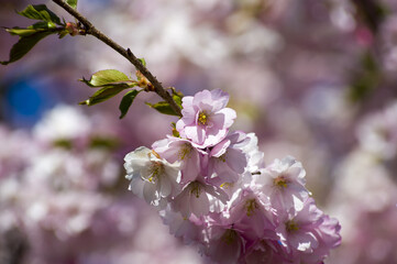 Beautiful cherry blossoms in park. Close-up of sakura tree full in blooming pink flowers in spring in a picturesque garden. Branches of the tree over sunny blue sky. Floral pattern texture, wallpaper
