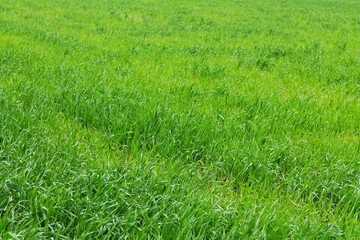 Texture of young wheat field or green grass background