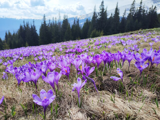 Purple crocus blooms on Carpathian mountains, Ukraine, Europe