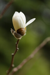 Blooming magnolia on a blurred background. Magnolia flower close-up