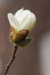 Blooming magnolia on a blurred background. Magnolia flower close-up