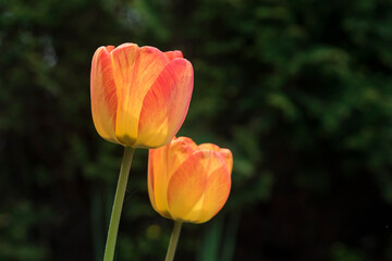 para tulipanów w słońcu © siwyk