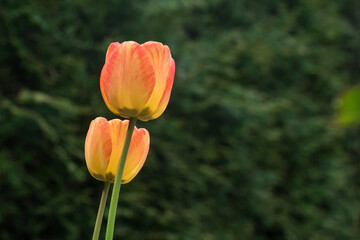 para tulipanów - obrazy, fototapety, plakaty