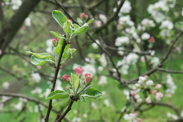 kwitnąca jabłoń papierówka