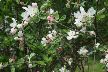 kwitnąca jabłoń w ogrodzie - obrazy, fototapety, plakaty
