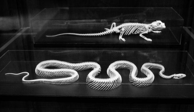 Close-up shot of skeletons of snake and lizard in black and white in Amersfoort, Netherlands