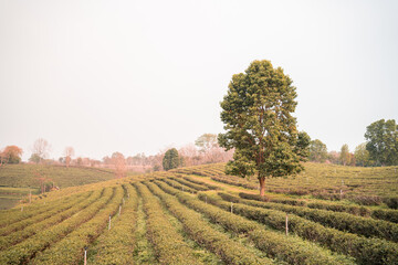 tea plantation background, tea plantation in morning light.