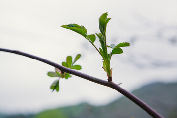 small green leaves trees on nature background