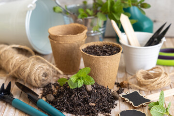 Mint seedlings in biodegradable pots near garden tools. Indoor gardening, germinating herb seeds