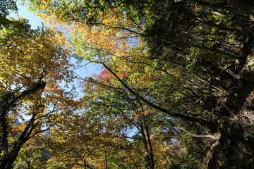 秋の埼玉県秩父の両神山の登山