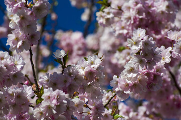 Beautiful cherry blossoms in park. Close-up of sakura tree full in blooming pink flowers in spring in a picturesque garden. Branches of the tree over sunny blue sky. Floral pattern texture, wallpaper