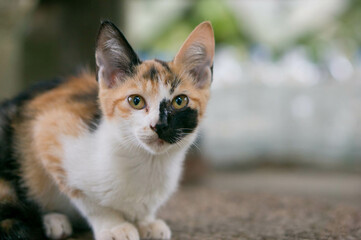 A cat living in Fushimi Inari Taisha Shrine in Japan