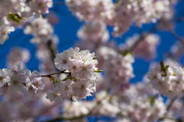 Beautiful cherry blossoms in park. Close-up of sakura tree full in blooming pink flowers in spring in a picturesque garden. Branches of the tree over sunny blue sky. Floral pattern texture, wallpaper