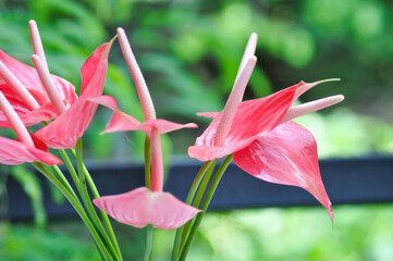 Flamingo Flower, Boy Flower or Anthurium andraeanum or Anthurium
