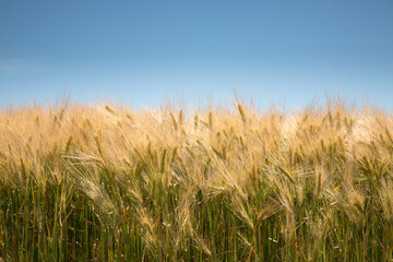 Getreide, Ernte, Ähren