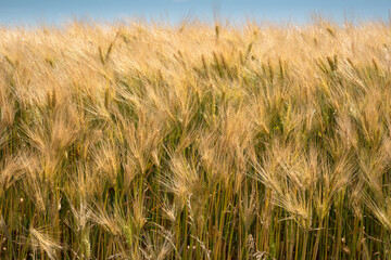 Getreide, Ernte, Ähren