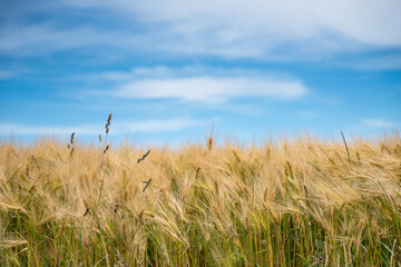 Getreide, Ernte, Ähren