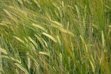 Getreide, Ernte, Ähren