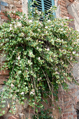 Growing caper flowering plant on brick wall