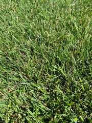 green grass background