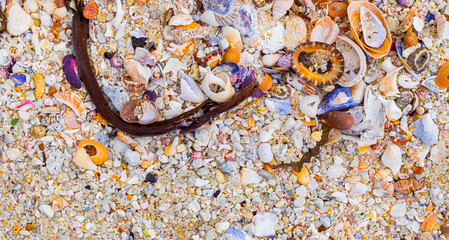 Closeup shot of pebble stones and colorful seashells on the beach