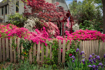 House with American flag surrounded by lush flowers and trees including pink azaleas and rustic picket fence with vines and purple irises in front